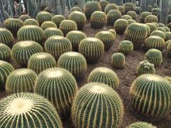 -南山植物园