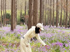 -黄海国家森林公园