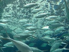-上海海洋水族馆
