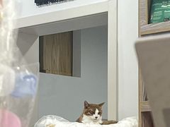 -四月宠物医院·猫专科·心脏专科·内科(转塘店)