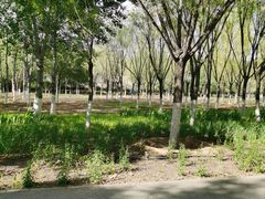 -永定河休闲森林公园