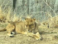 -北京野生动物园