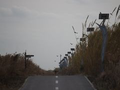 -盐城丹顶鹤湿地生态旅游区