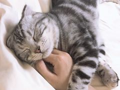 -喵zoo家庭繁育猫舍(尖东智能花园店)