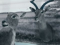 -郑州自然博物馆(惠济区)