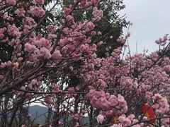 -天适樱花悠乐园