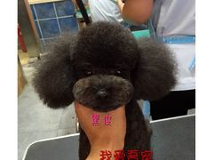 -我爱吾宠宠物美容院(朝阳路店)