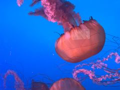 -太平洋海底世界