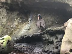 -西雅图水族馆