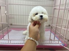 -萌宠之家·腊肠犬·马尔泰·小体犬舍