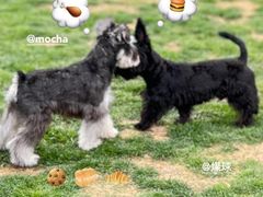 -趣玩宠物乐园寄养训犬训狗游泳池