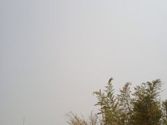 -百万葵园