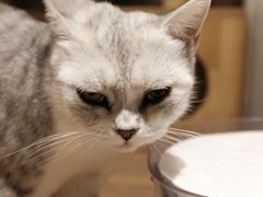 -more than meow吴止猫主题餐厅(承德 中船汇店)