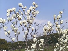 -无锡梅园公园