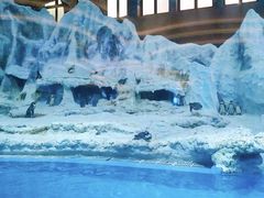 -帝企鹅自助餐厅•儿童岛•真企鹅(长隆企鹅酒店)