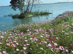 -七的湖·晚芳亭·阳澄湖农家菜·大闸蟹(莲花岛店)