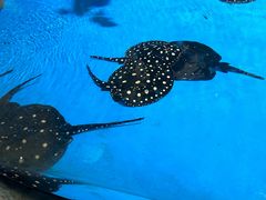 -泉城欧乐堡海洋极地世界