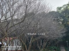 -中山市树木园