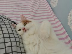 -米苏动物医院·犬猫专科·骨科外科内窥镜
