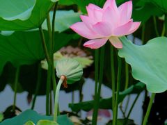 -荔湾湖公园