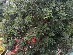 -南山植物园