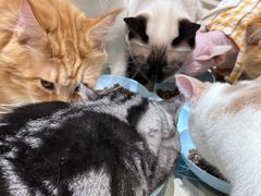 -藏猫猫咖啡主题馆(中央大道店)