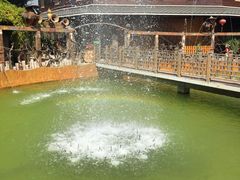 -北京呀路古热带植物园
