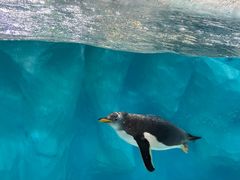 -珠海长隆海洋王国