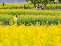 -光明小镇欢乐田园