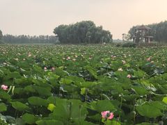 -白渔泡湿地公园