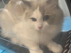 -纳吉亚猫专科动物医院·北北分院