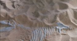 -恐龙探索乐园(磁器口店)