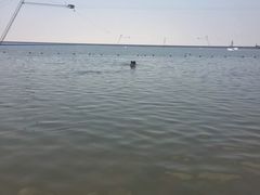 -碧海金沙