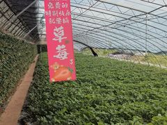 -大自然农场蔬菜草莓采摘园