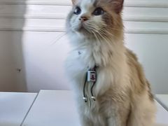 -楼上猫咖(罗湖店)
