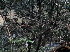 -杭州动物园