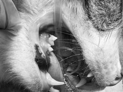 -东莞宠友24H宠物中心医院·转诊夜诊·异宠(新河北路院)