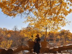 -金塔沙漠胡杨林景区