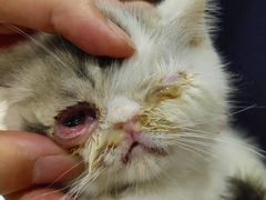 -佳雯宠物医院(四明中路分院)