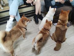 -柴犬高等学院·狗咖·柴犬售卖·宠物训练