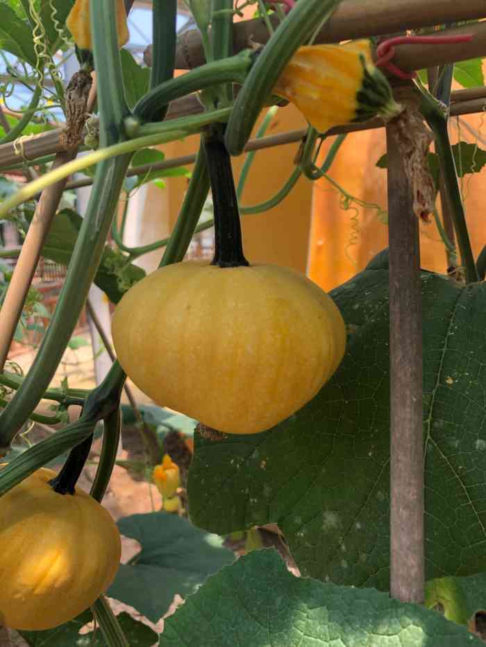 老宋瓜王采摘园-"去的不是时候,没什么可看的,买个瓜吃贵不.