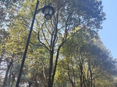 -铁山坪森林公园