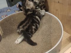 -屋虎猫馆(宝安大仟里店)
