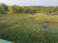 -泗洪洪泽湖湿地景区