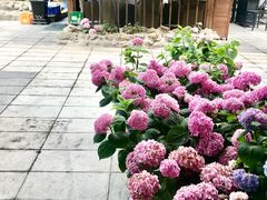 -京北渔家傲