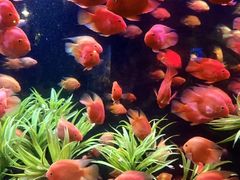 -芽庄珍珠岛游乐园