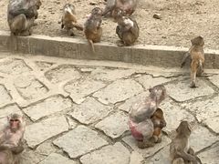 -哈尔滨北方森林动物园
