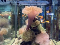 -太平洋海底世界