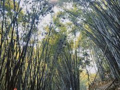 -黄埔油麻山森林公园