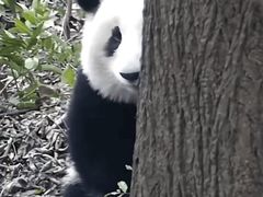 -都江堰中华大熊猫苑